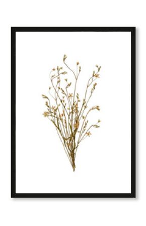 Pressed floristry, oshibana. Delicate bouquet of dried pressed wildflowers in boho style. Perfect for interior decorating, design, cards, patterns, floral arrangements, wedding cards and invitations.