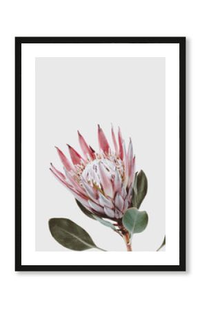 pink king protea flower against a light gray background, decorative plant close up with copyspace for text