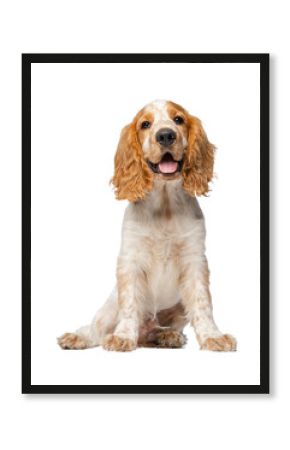 Cute and sweet Cocker Spaniel dog with tongue sticking out sitting against transparent background. Concept of movement, pet love, animal life, domestic animals. Looks happy, graceful. Copyspace for ad