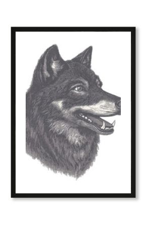 PNG Wolf illustration drawing animal.
