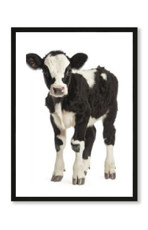 Adorable Holstein Calf Standing on White Background Front View Studio Shot Farm Animal Livestock Dairy Breed