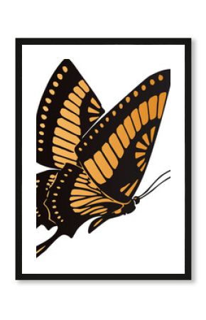 Stylized butterfly is being shown on transparent backdrop with black outlines and orange panels