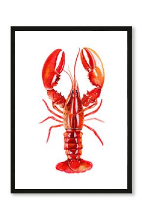 watercolor illustration of red lobster on white background