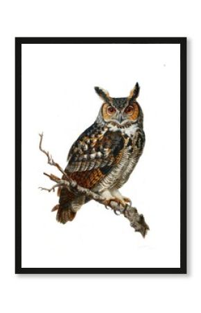 Detailed owl illustration on branch