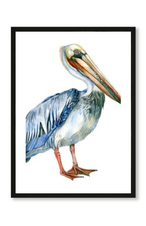 PNG An isolated Pelican pelican illustration watercolor.