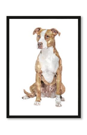 Pitbull terrier dog png illustration on transparent background in watercolor