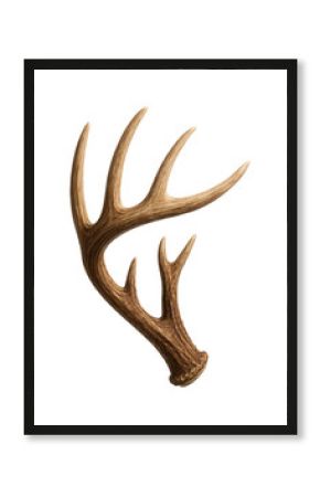 Multi-tined white-tailed deer antler with a rugged, textured finish.