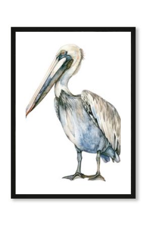 PNG An isolated Pelican pelican illustration watercolor.