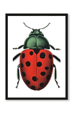 PNG Ladybug ladybug insect black.