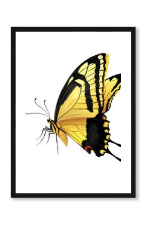 A vibrant yellow and black butterfly gracefully perched, showcasing its intricate wings. Isolated on transparent white background, png  