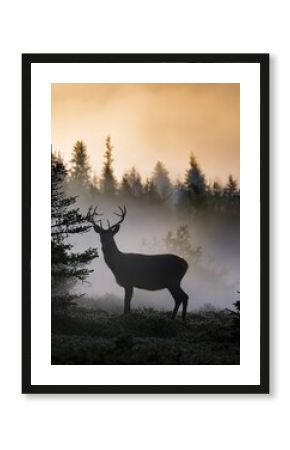 A stag with impressive antlers quietly surveys its foggy surroundings amidst tall trees at dawn.