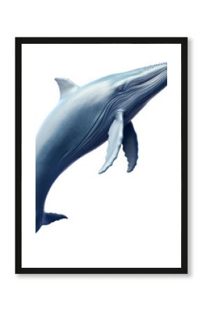 PNG Whale dolphin animal mammal.