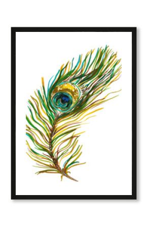 PNG Illustration peacock feather art.