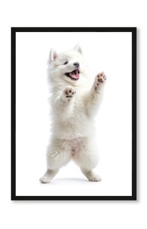 Playful animal puppy white.