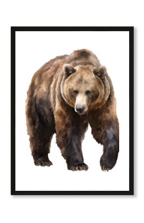 brown bear isolated on white