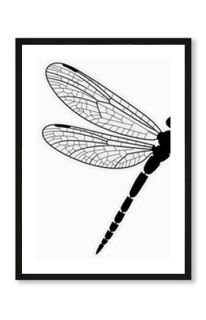 Detailed dragonfly wings, black and white. 