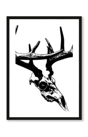 deer skull hand drawn illustration vintage. Craneo de venado. PNG