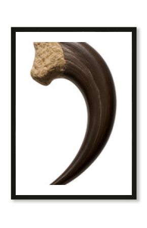 Velociraptor claw with sharp curvature and smooth keratin sheath