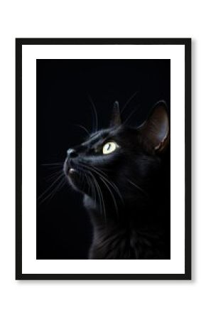 Black cat animal mammal pet.