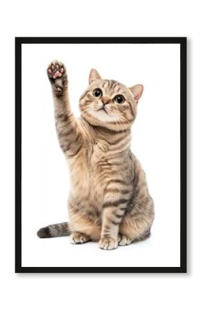 A sitting scottish fold cat looks at camera and stretch background white pet.