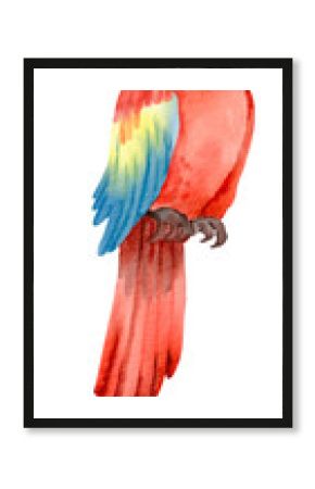 watercolor parrot