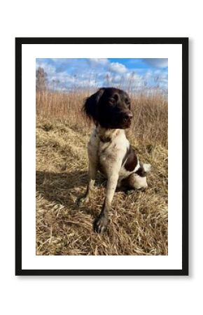 pointer dog, hunting dog, pies polujący, myśliwski na polu podczas treningu.