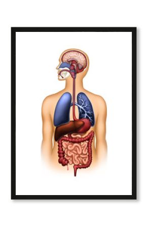 The human digestive and respiratory system and the brain