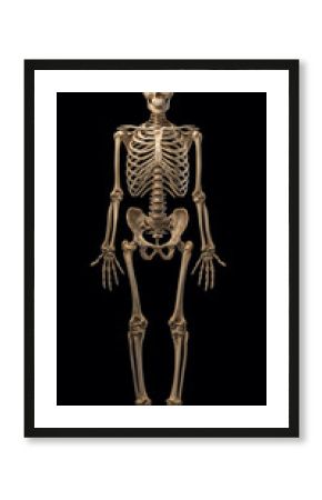 Pełny szkielet człowieka – anatomiczna wizualizacja całej sylwetki