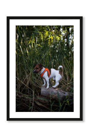 Pies rasy jack russel terier biega i bawi się w wodzie w odblaskowej kamizelce szelkach rozchlapując dookoła wodę