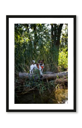Pies rasy jack russel terier biega i bawi się w wodzie w odblaskowej kamizelce szelkach rozchlapując dookoła wodę
