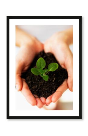 Hands holding sapling