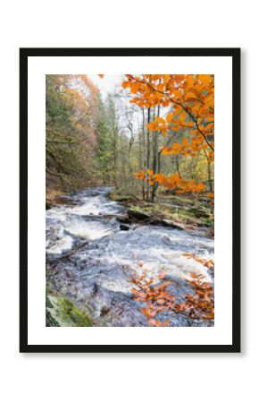 Flowing water in forest during autumn