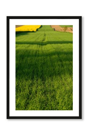 Green farmland, Landscape with arable fields, Poland