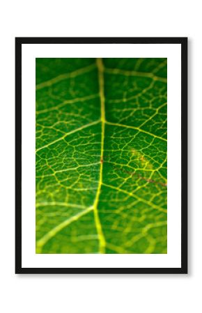 green leaf macro