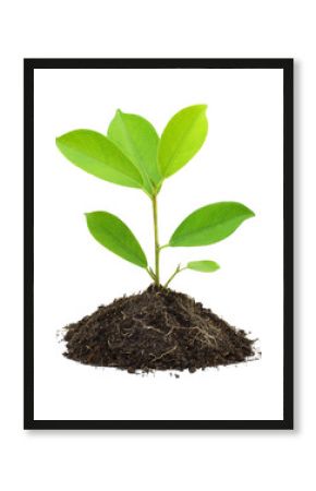 young green plant and soil