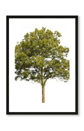 Cutout tree for editing work