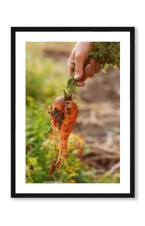 Carrot with unordinary shape