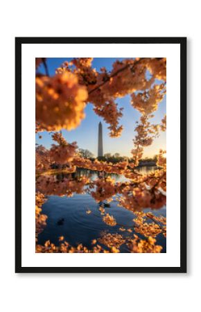 Cherry Blossoms in Washington DC