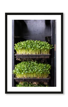 Cress shoots growing on shelves