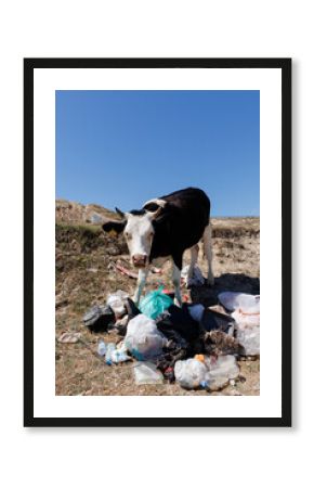 cow and garbage