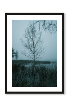 Vertical shot of a leafless birch tree in the water with a foggy sky in Sweden