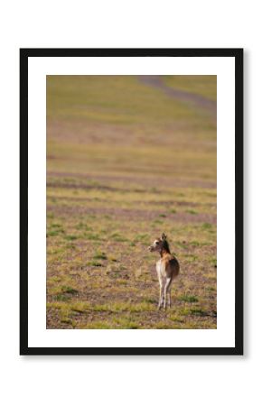 Young Gazelle on the Grassland