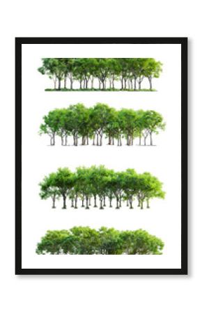Set di alberi verdi. Su sfondo trasparente, cut out