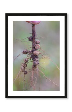 Nodules of soybean roots. Atmospheric nitrogen-fixing bacteria live inside. One nodule cut, Cross-section and inside visible.