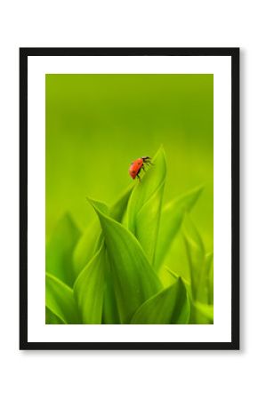 Ladybug sitting on a green grass