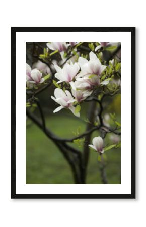 il pleut sur le jardin