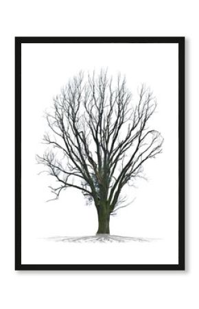 Arbre mort sur fond blanc 