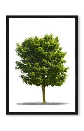 Arbre sur fond blanc 