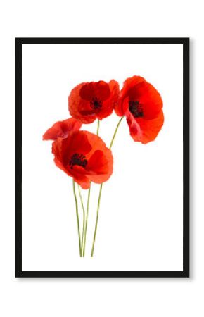 Coquelicots