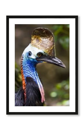 Southern Cassowary bird, Queensland
